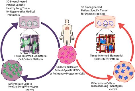 Elastin: A Marvelous Biomaterial for Tissue Engineering and Regenerative Medicine!