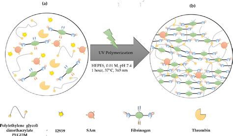 Fibrin: Revolutionizing Tissue Engineering and Biopharmaceutical Applications!