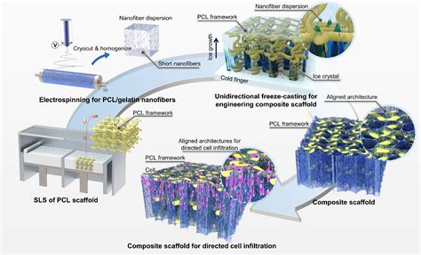 Robotically Assembled Resorbable Scaffolds for Enhanced Tissue Regeneration!