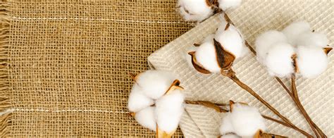 Sea Island Cotton: Unveiling the Luxurious Secrets of this Exquisite Natural Fiber!