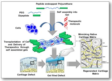 Xeno-Gel: A Novel Biomaterial Revolutionizing Regenerative Medicine and Tissue Engineering Applications!